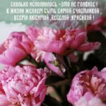 Букет пионов
